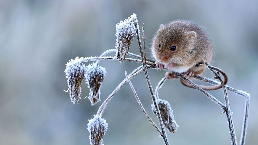 Harvest mouse climbing on frosty seedhead, Hertfordshire