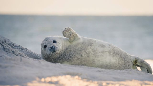 Junge Kegelrobbe am Strand der Insel Düne, Helgoland, Schleswig-Holstein