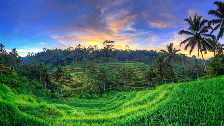 Rizières en terrace de Tegallalang, Ubud, Bali, Indonesie