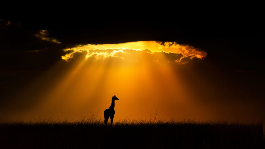 一只马赛长颈鹿，肯尼亚马赛马拉国家保护区