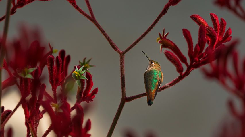 赤いカンガルーポーの枝に留まるアレンハチドリ