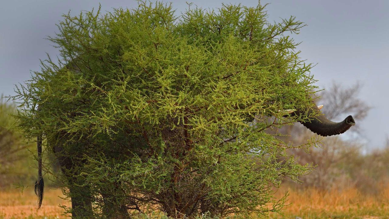 Common chia elephant (Loxodonta laprofolis) in stealth stance, Marakele National Park, Limpopo, South Africa