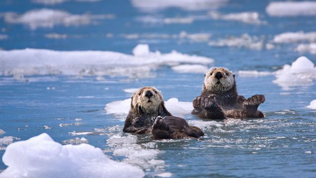 「プリンス・ウィリアム湾のラッコ」米国アラスカ州