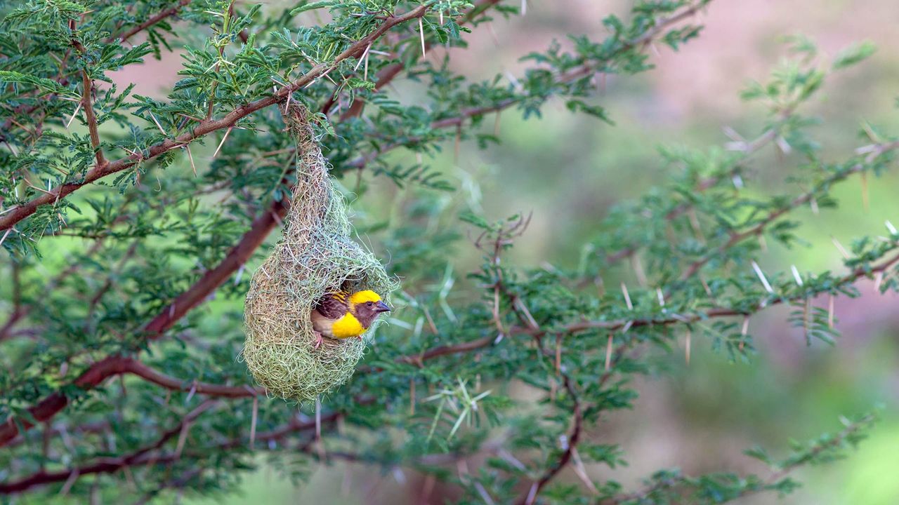 Baya weaver (Ploceus philippinus) nest in Pune, Maharashtra