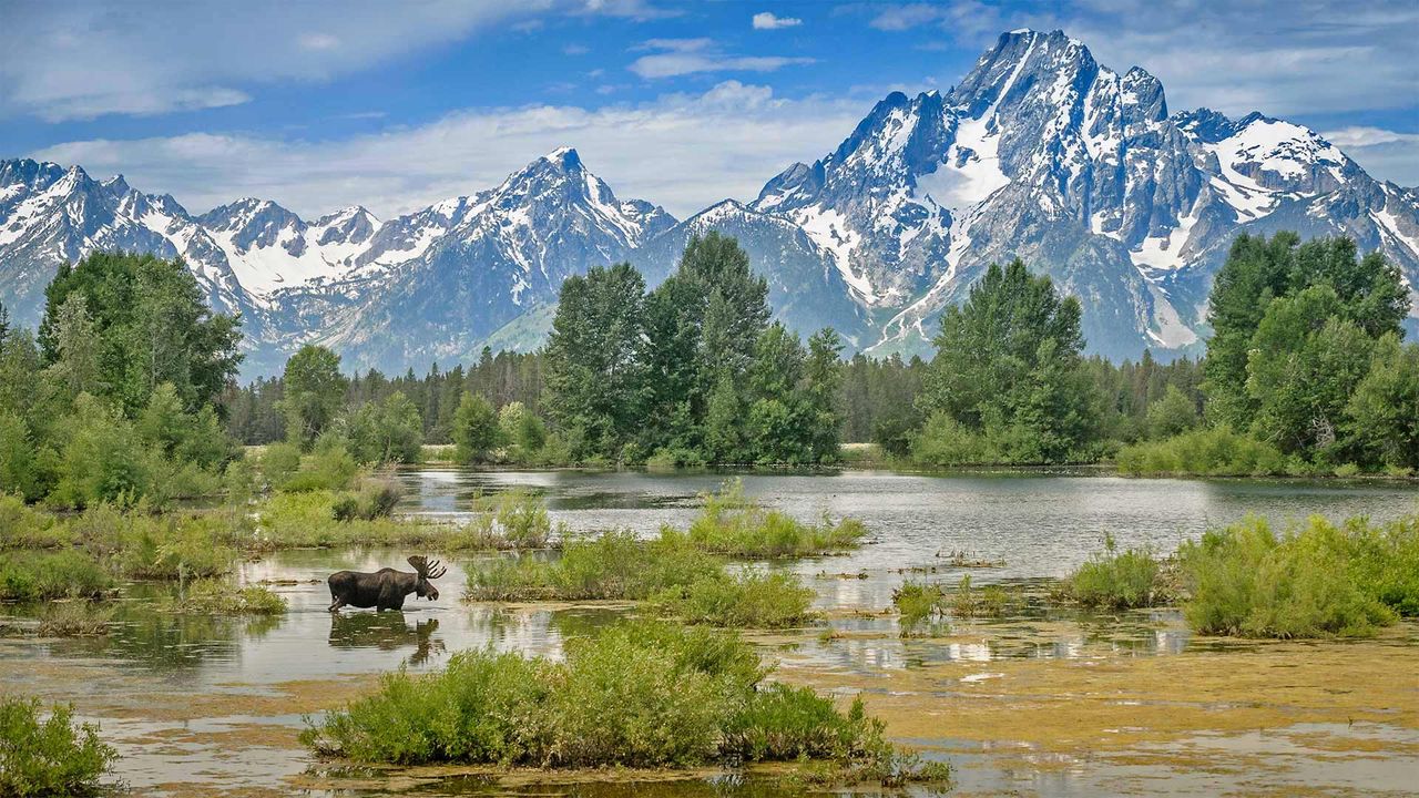 Moose crossing a pond below Mount Moran, Grand Teton National Park, Wyoming