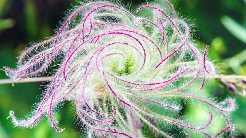 The long plumes of a three-flowered avens as it goes to seed
