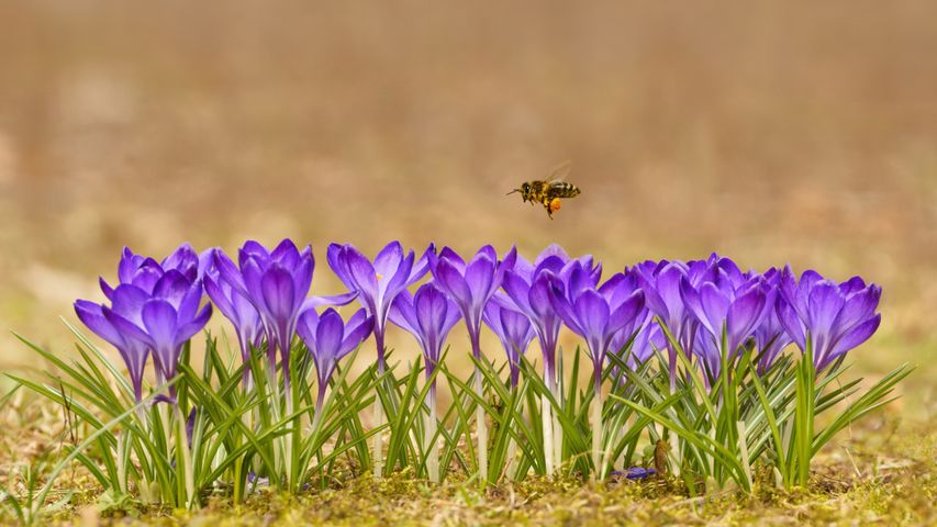 Honey bee flying over crocuses in the Tatra Mountains, Poland
