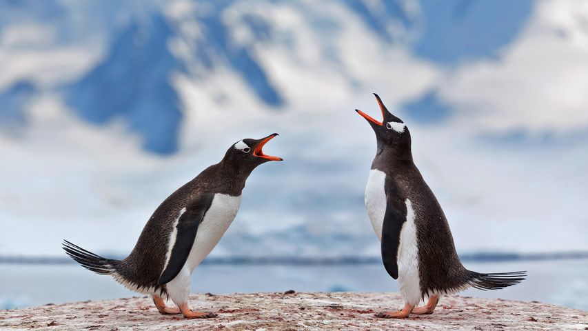 正在宣泄不满的两只巴布亚企鹅，南极洲