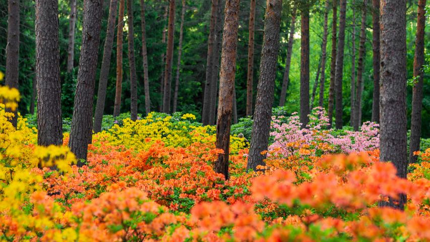 Haaga Rhododendron Park em Helsinque, na Finlândia