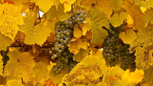 Gewurztraminer grapes on vine at autumn harvest in Okanagan Valley, B.C.