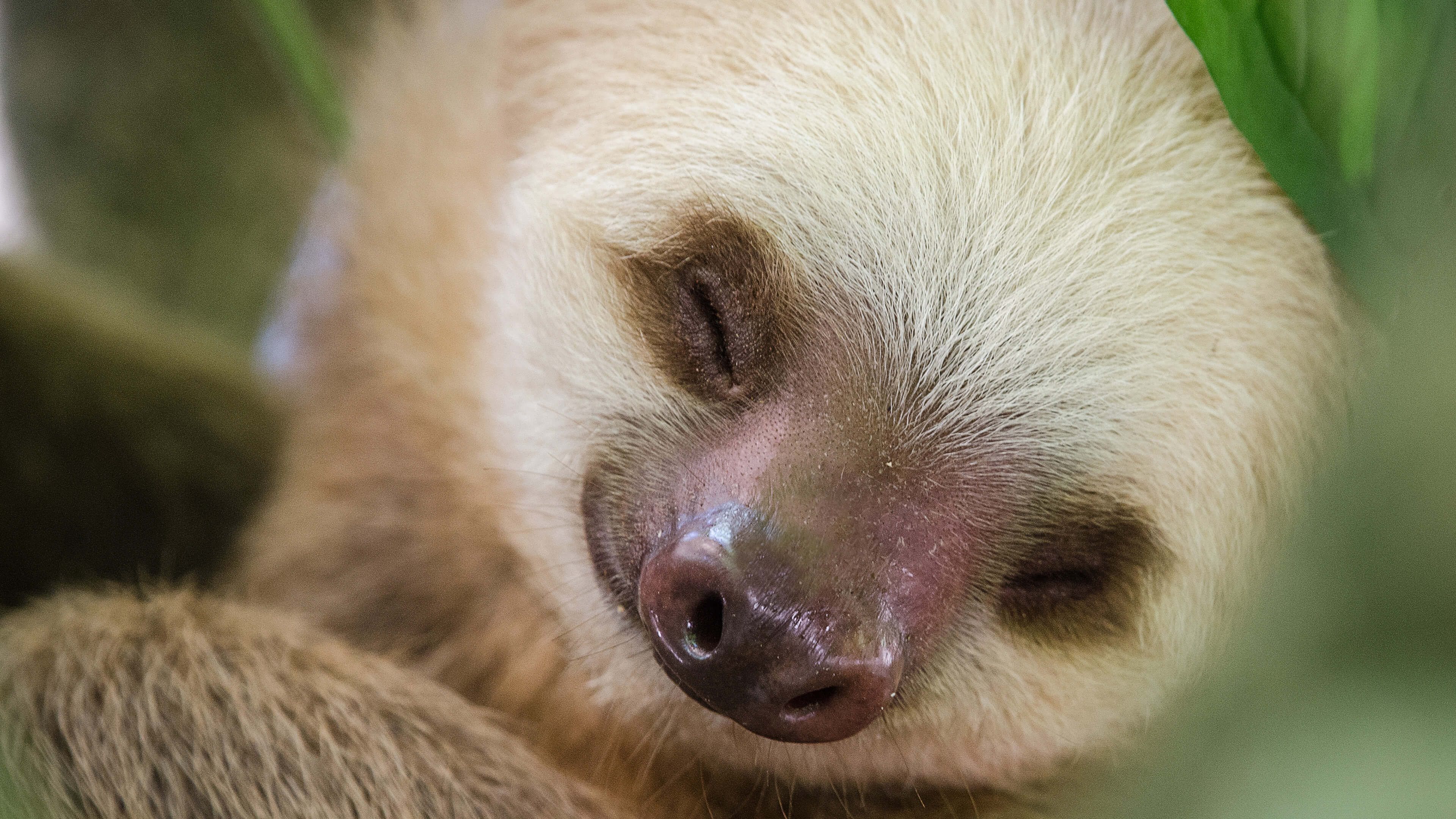 Sloths PREMIUM Windows 10 Theme | Free Wallpaper Themes