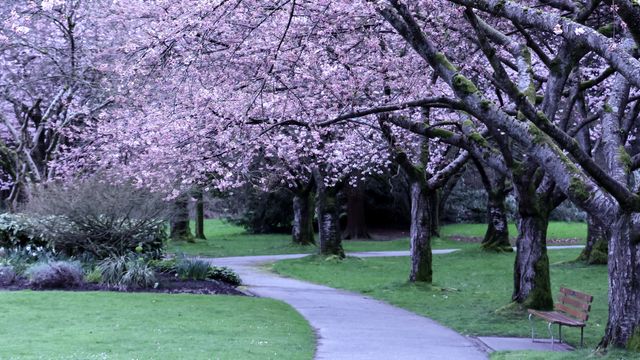 A canopy of cherry blossoms in Stanley Park, Vancouver