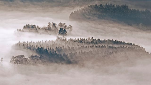 Mit Tannen und Fichten bewaldete Hügel bei Meschede, Sauerland, Nordrhein-Westfalen