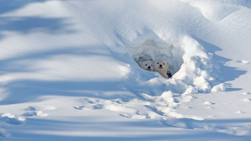 瓦普斯克国家公园内向洞穴外张望的北极熊幼崽，加拿大马尼托巴