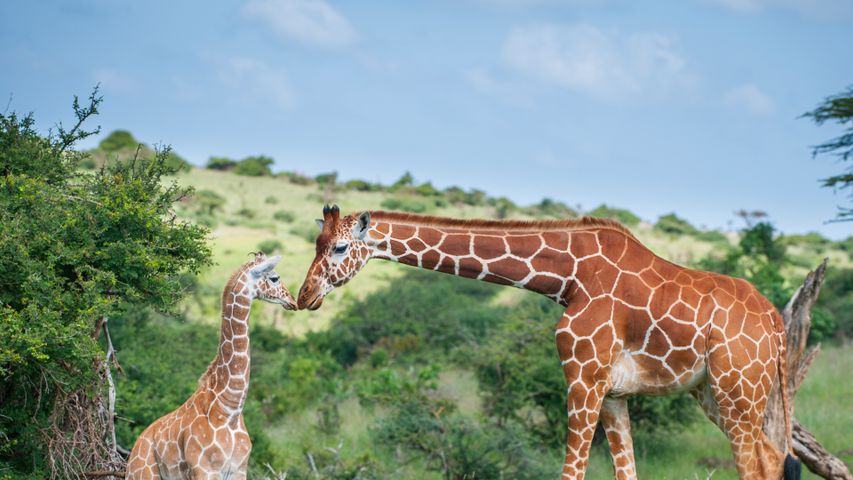 Reticulated giraffe mother greeting calf, Lewa Wildlife Conservancy, Kenya