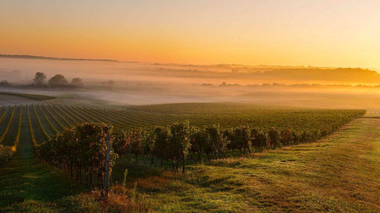 Nascer do sol em um vinhedo em Bordeaux, França
