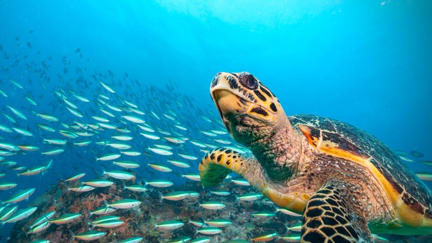 A hawksbill says hi