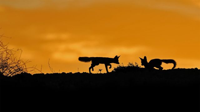 Cape foxes in the Kalahari Desert in South Africa