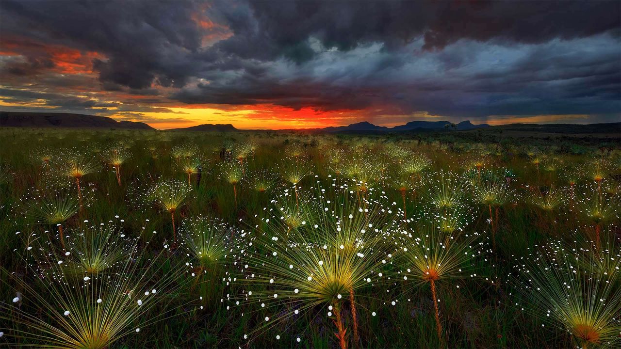 Paepalanthus flowers at sunset, Chapada dos Veadeiros National Park, Brazil