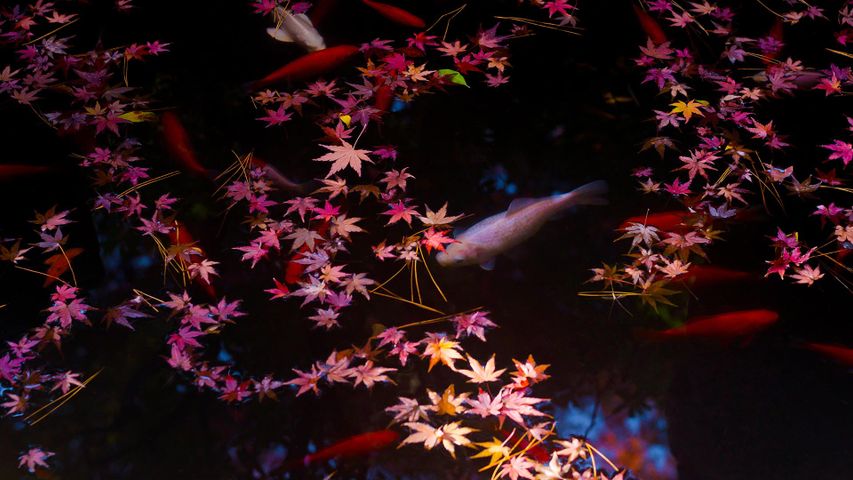 Herbstlaub und Goldfische in einem Teich in Tokio, Japan
