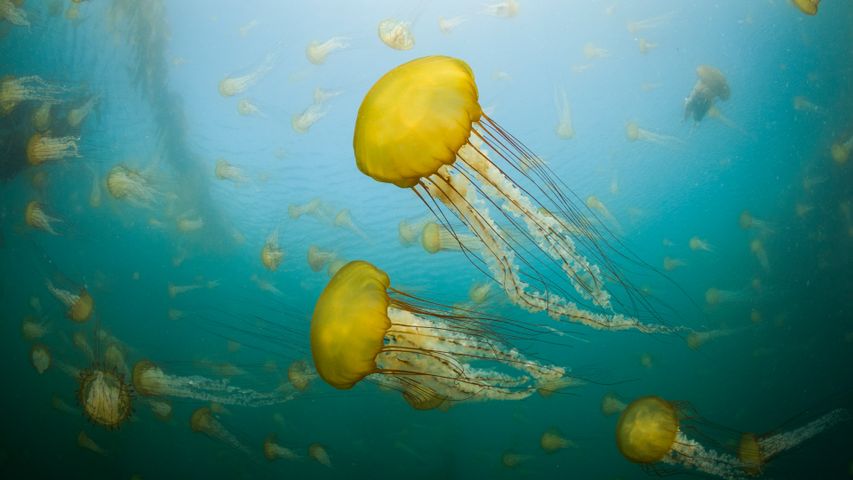 卡梅尔海岸的太平洋海荨麻水母，加利福尼亚，美国
