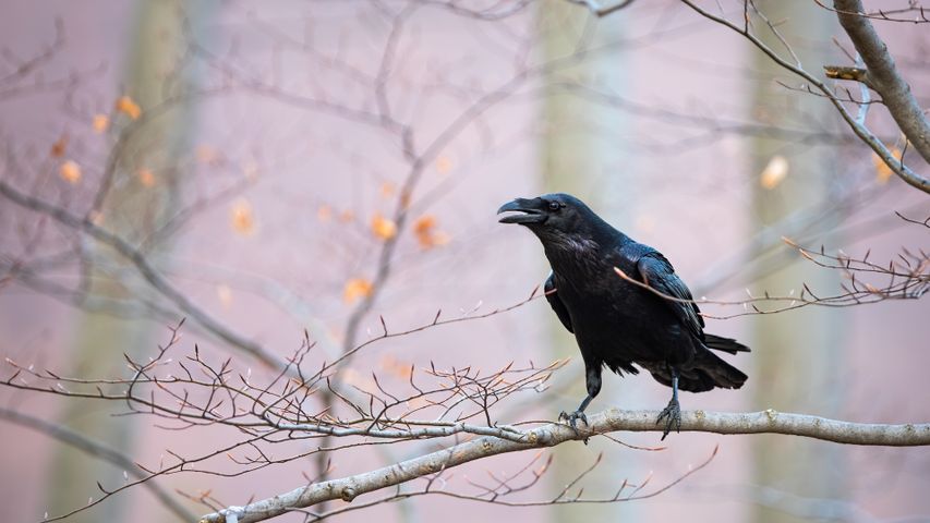 普通乌鸦坐在树枝上