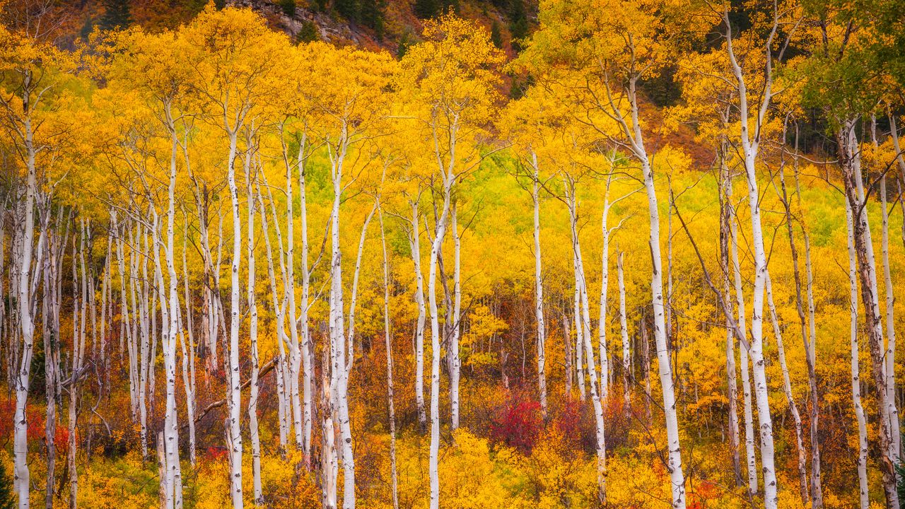 Aspens near Marble, Colorado, USA