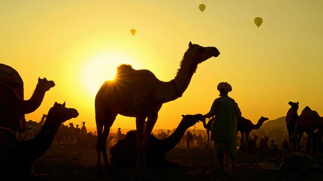 Chameaux et gardiens de troupeaux à la foire aux chameaux de Pushkar, Rajasthan, Inde