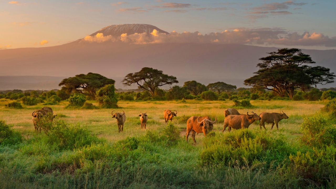 Monte Kilimanjaro com o Cape Buffalo ao fundo, na Reserva da Biosfera de Amboseli, Quênia