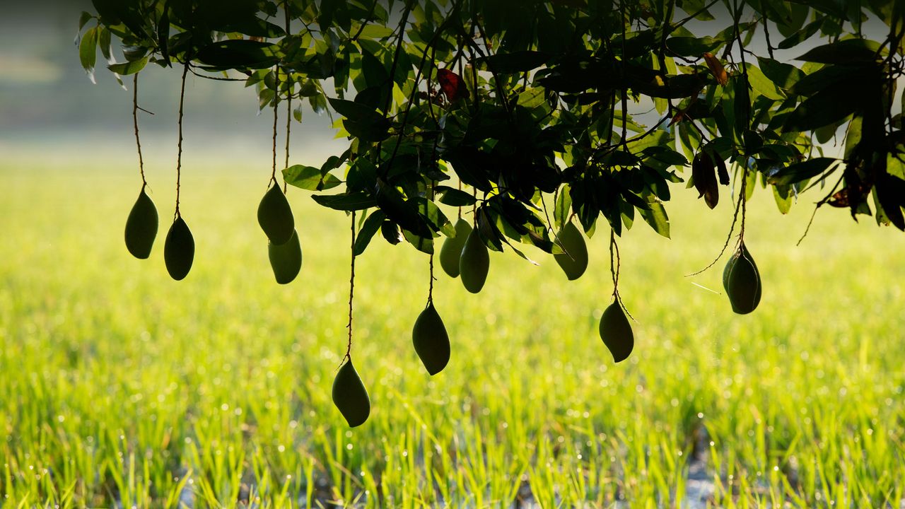 Ripening mangoes on a tree, India