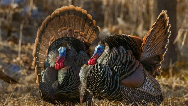 Eastern wild turkeys strutting in Wisconsin