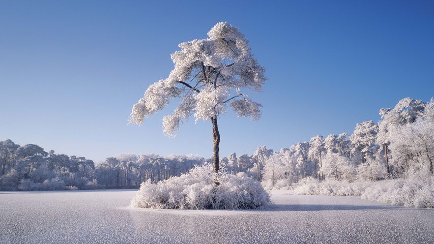 Lost in the frost