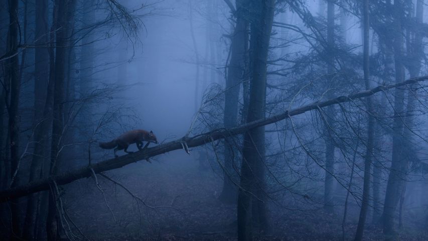 黑林山中的赤狐，德国