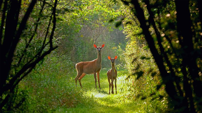 White-tailed doe and fawn in Wisconsin, USA