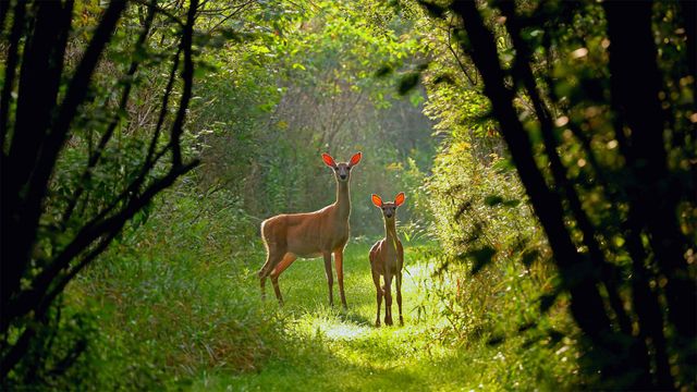 White-tailed doe and fawn in Wisconsin