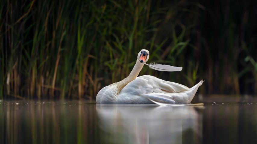 Mute swan, Valkenhorst Nature Reserve, Valkenswaard, the Netherlands