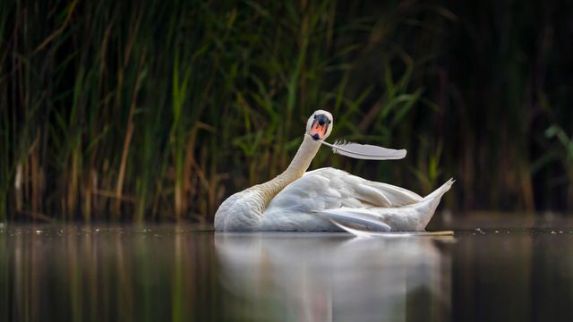 羽繕いをする白鳥, オランダ