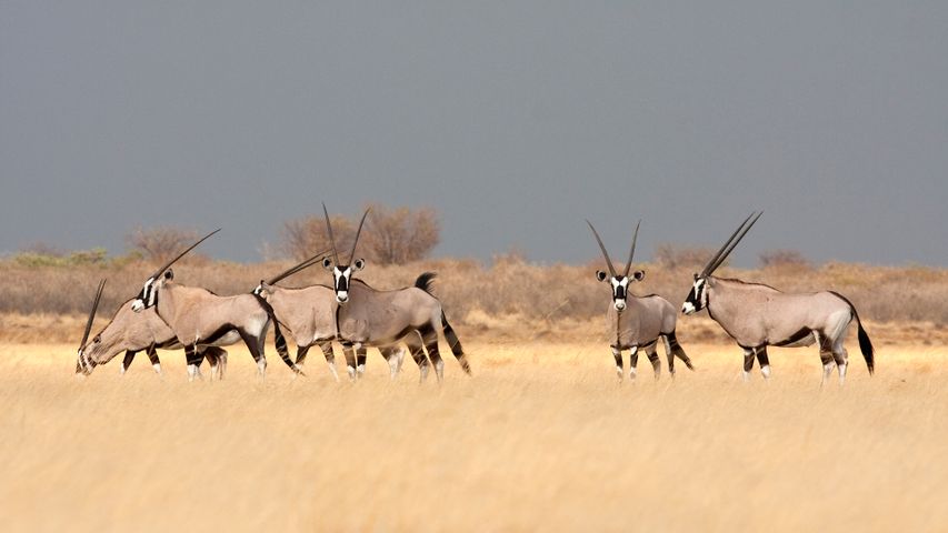 热带稀树草原上的南非剑羚，博茨瓦纳大草原