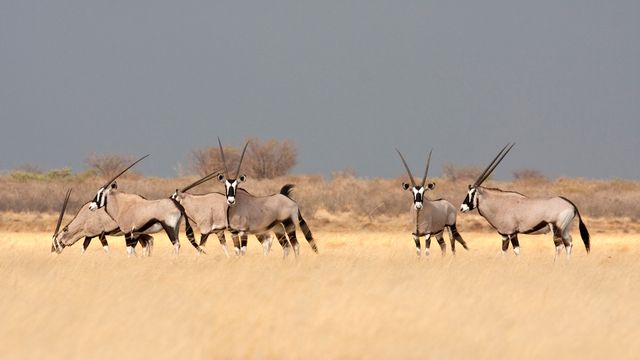 Órice del cabo (Gemsbok) en la sabana, Botsuana