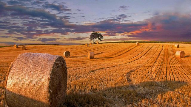 Hay bales in a field in Jutland, Denmark