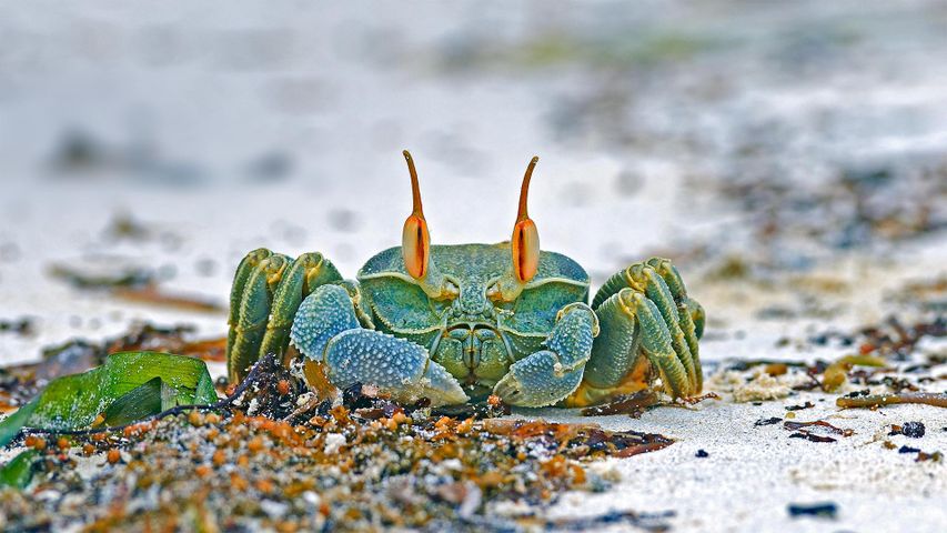 安斯海滩上的角眼沙蟹，塞舌尔普拉兰岛