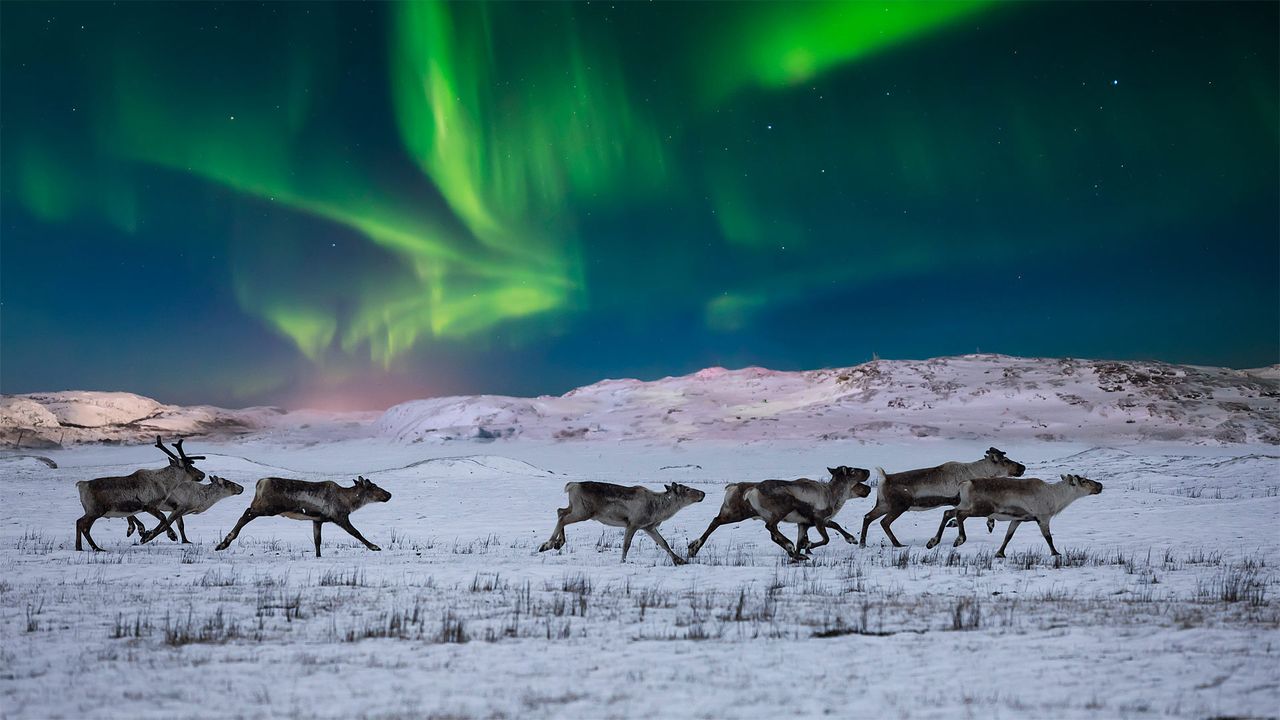 Nordlichter und wild lebende Rentiere in der Tundra in Norwegen