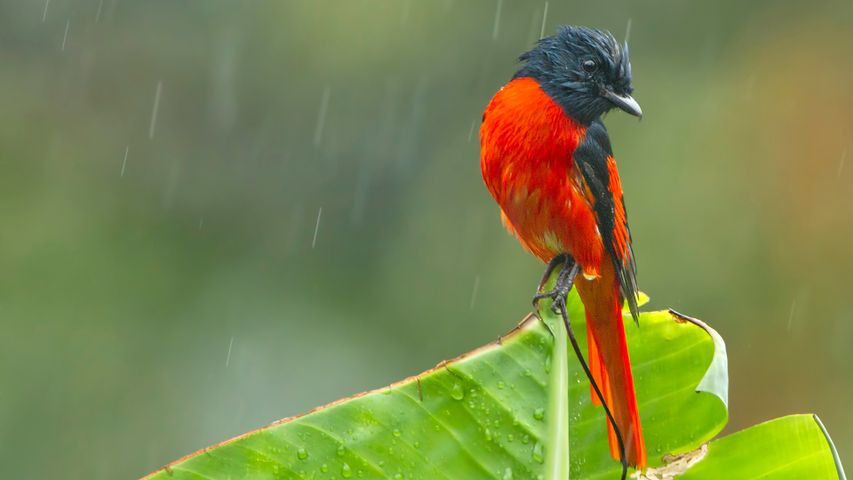 A scarlet Minivet during rainfall, West Bengal