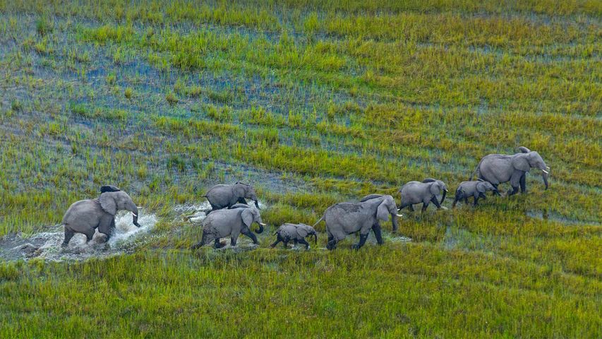 奥卡万戈三角洲上的非洲草原象群，博茨瓦纳