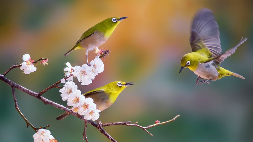 Anteojitos dorsigrís en una rama de cerezo en flor, Corea del Sur