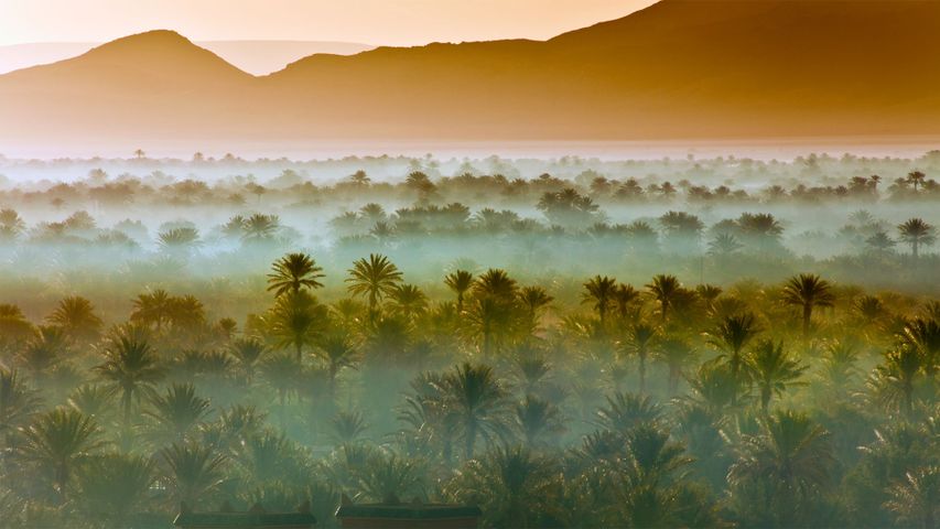 摩洛哥扎戈拉附近的椰枣树林