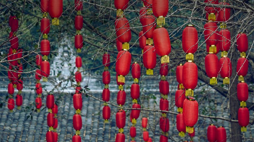 Mit roten Laternen geschmückte Bäume in Chengdu, Provinz Sichuan, China