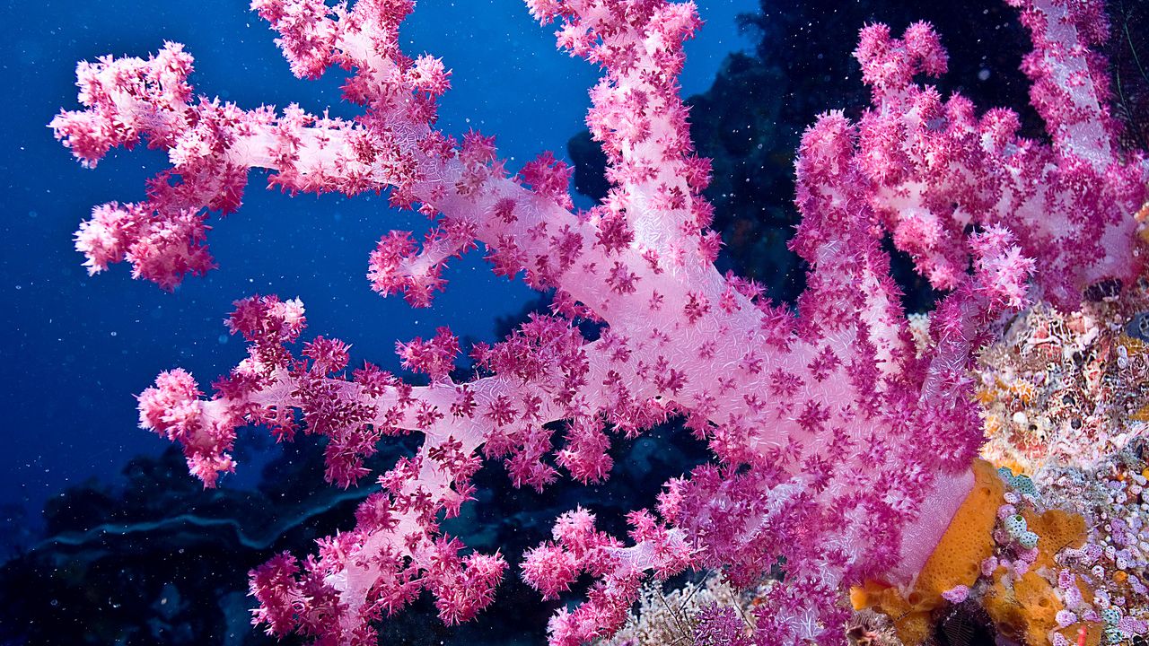 Pink Benthic Soft Coral