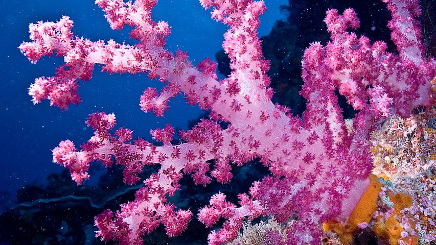 A benthic 'blossom'