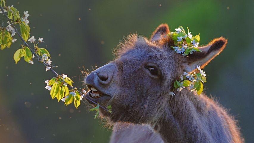 Domestic donkey feeding on cherry twigs